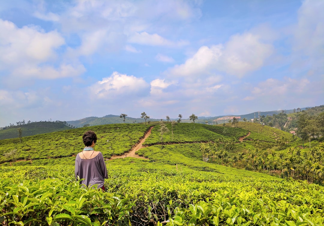 A traveler walks through green tea rows at one of India's most scenic hill stations in Kerala